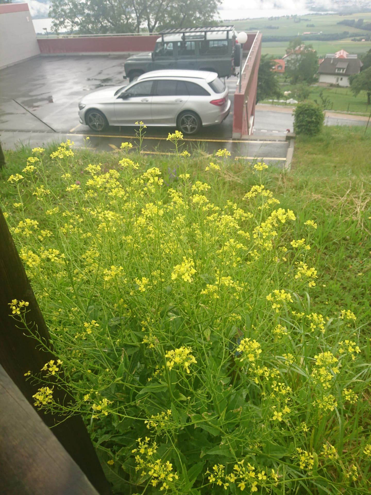 IMG 20190615 WA0014